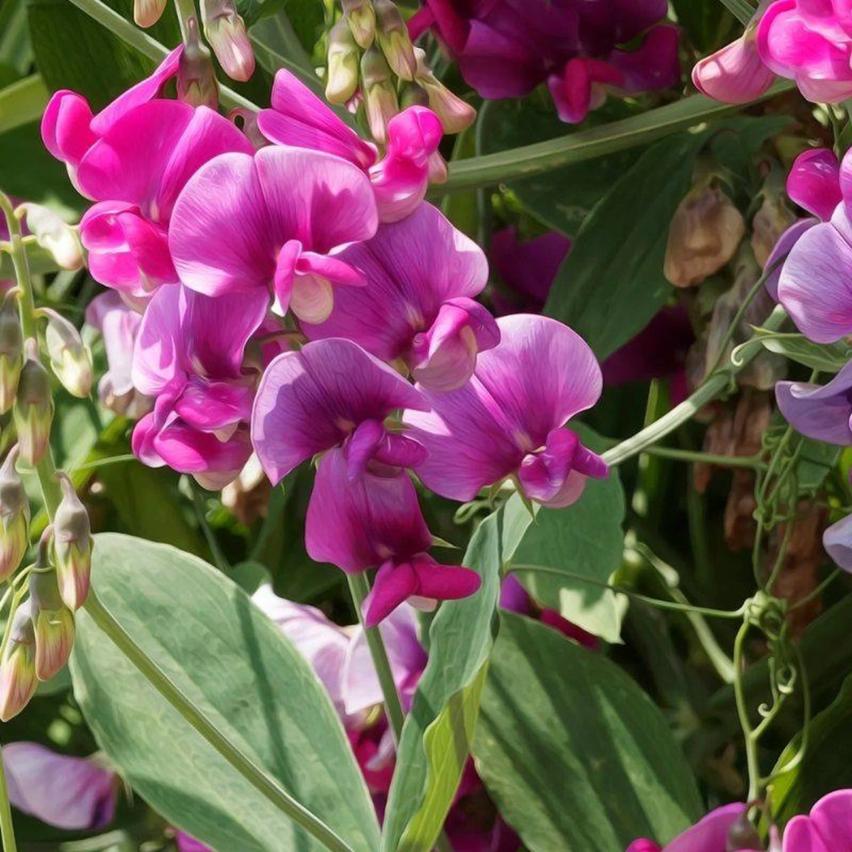 Запашний горошок багаторічний ‘Red Pearl’ (Lathyrus latifolius)