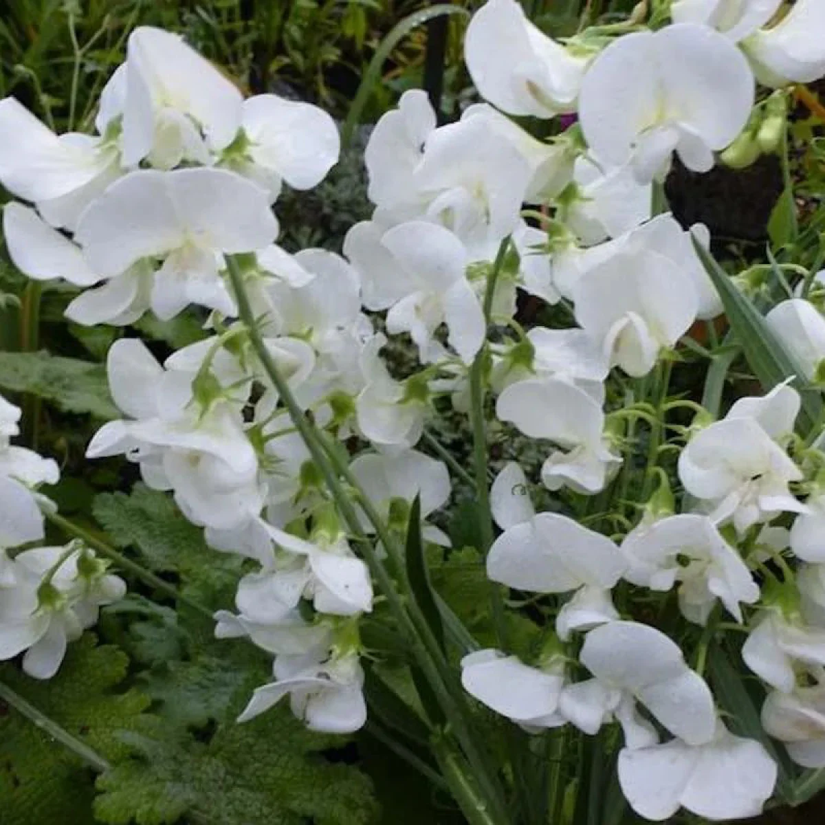 Запашний горошок багаторічний ‘White Pearl’ (Lathyrus latifolius)