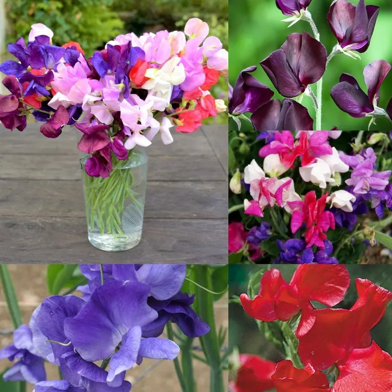 Запашний горошок ‘Pearl Mixture’ (Lathyrus sp.)