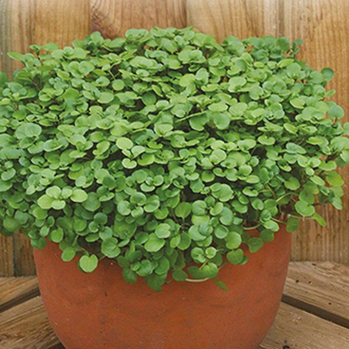 Жеруха їстівна ‘Watercress’ (Nasturtium officinale)
