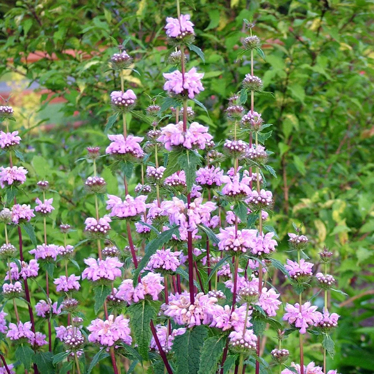 Зопник ‘Bronze Flamingo’ (Phlomis tuberosa)