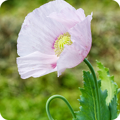 Багаторічні