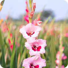 Квіти для зрізу